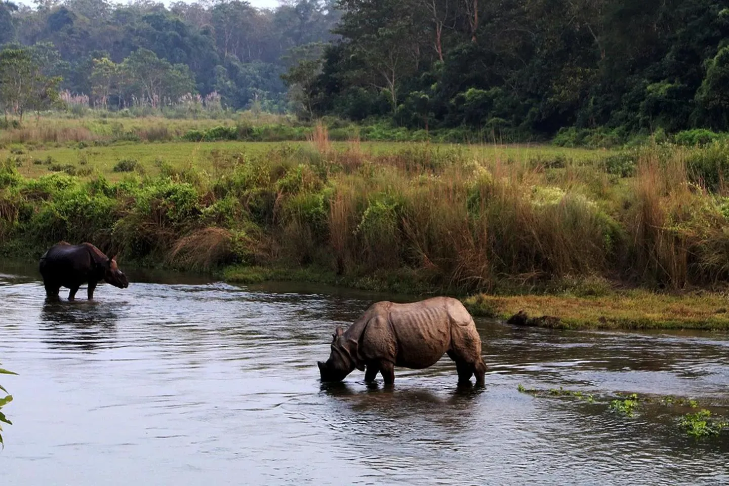 chitwan jungle safari